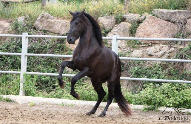 Hijo Bandolero