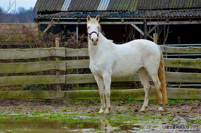 Stuten Perlino/Cremello